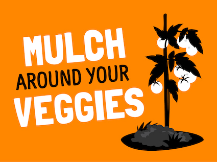 tips mulch around your veggies